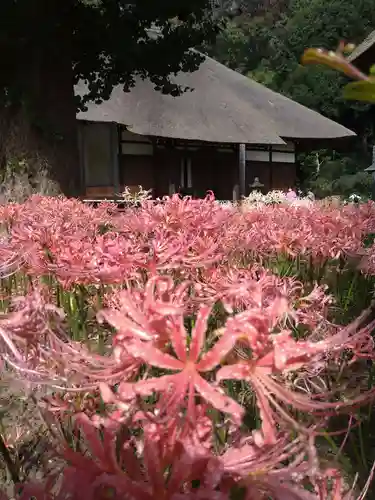横浜　西方寺の自然