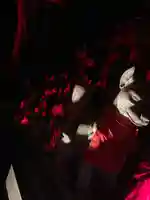 豊川閣 妙厳寺の狛犬