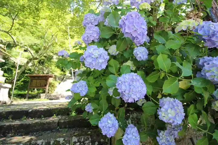 金櫻神社の自然