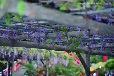 亀戸天神社(東京都)