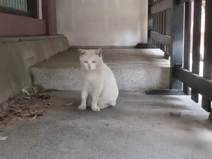 今戸神社の動物