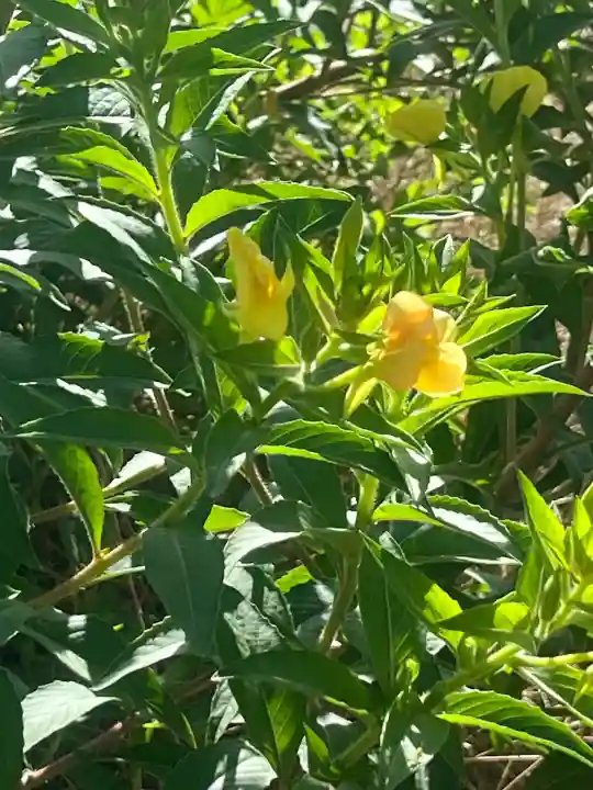 三浦正八幡宮(神奈川県)