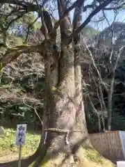 精矛神社の自然