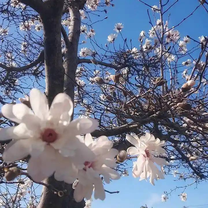 神明社(国府宮神明社)の自然