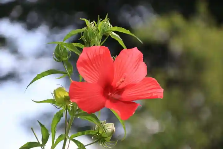 阿久津「田村神社」(郡山市阿久津町)旧社名:伊豆箱根三嶋三社の庭園