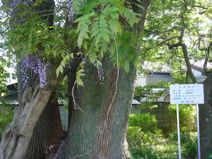 玉敷神社の自然