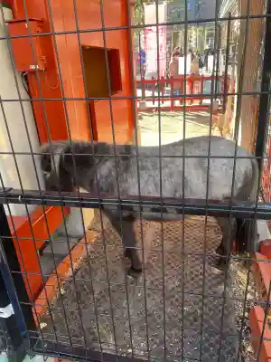 神田神社（神田明神）の{uncategorized: "未分類", other: "その他", undefined: "問題あり", building: "その他建物", grave: "お墓", sacred_gate: "鳥居", guardian: "狛犬", statue: "像", buddha: "仏像", history: "歴史", nature: "自然", garden: "庭園", animal: "動物", pagoda: "塔", temizu: "手水舎", mountain_gate: "山門・神門", sanctuary: "本殿・本堂", subordinate: "末社・摂社", art: "芸術", scenery: "景色", jizo: "地蔵", ema: "絵馬", goshuin: "御朱印", omikuji: "おみくじ", items: "授与品その他", amulet: "お守り", goshuincho: "御朱印帳", eats: "食事", festival: "お祭り", votive_dance: "神楽", shichigosan: "七五三参", wedding: "結婚式", experience: "体験その他", initially: "初詣", around: "周辺", anti_infection: "感染症対策"}
