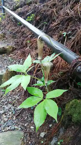 玉置神社の自然