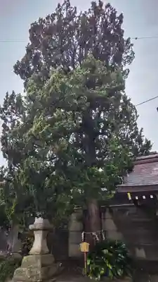 下田八幡神社の自然