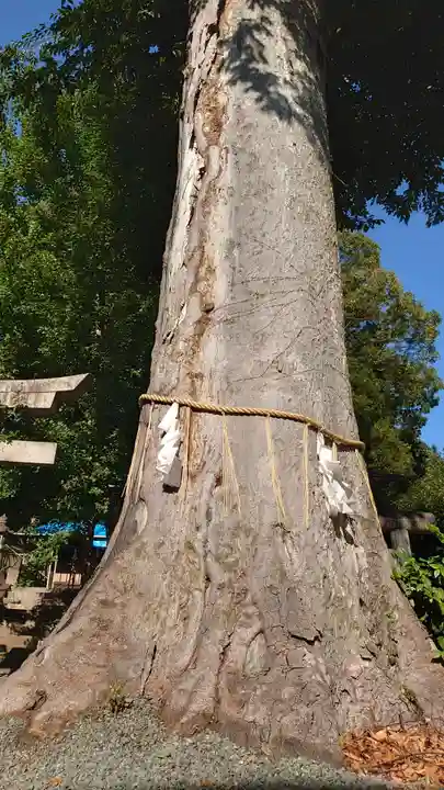 八雲神社(緑町)の自然