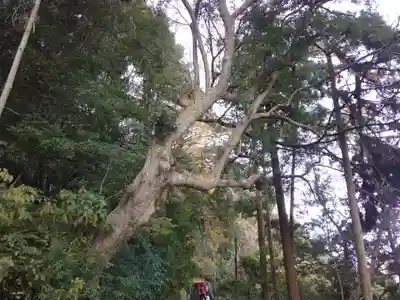 厳魂神社（金刀比羅宮奥社）(香川県)