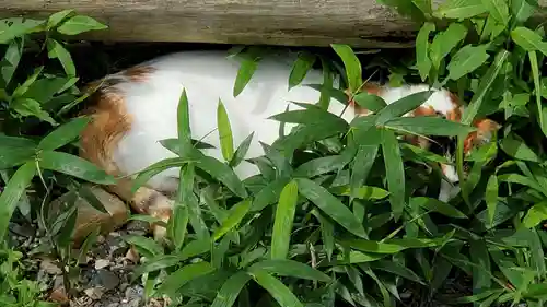 伏見豊川稲荷本宮の動物