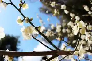 くまくま神社(導きの社 熊野町熊野神社)の自然 2021年03月06日(土)〜(2021年03月06日(土) 19時48分03秒投稿)