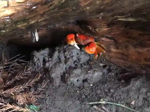 伊古奈比咩命神社の動物
