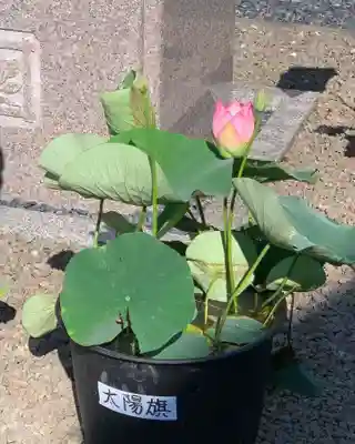 上行寺(静岡県)