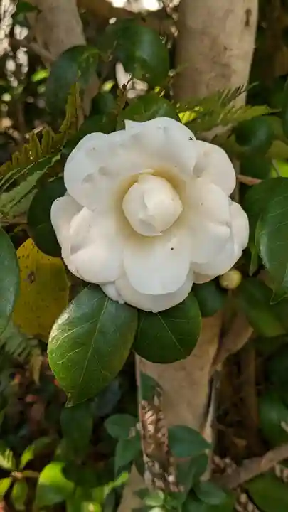 浄安寺(京都府)