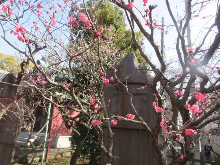 亀戸天神社の自然