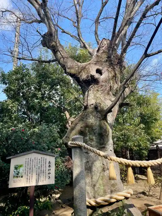 溝口神社の{uncategorized: "未分類", other: "その他", undefined: "問題あり", building: "その他建物", grave: "お墓", sacred_gate: "鳥居", guardian: "狛犬", statue: "像", buddha: "仏像", history: "歴史", nature: "自然", garden: "庭園", animal: "動物", pagoda: "塔", temizu: "手水舎", mountain_gate: "山門・神門", sanctuary: "本殿・本堂", subordinate: "末社・摂社", art: "芸術", scenery: "景色", jizo: "地蔵", ema: "絵馬", goshuin: "御朱印", omikuji: "おみくじ", items: "授与品その他", amulet: "お守り", goshuincho: "御朱印帳", eats: "食事", festival: "お祭り", votive_dance: "神楽", shichigosan: "七五三参", wedding: "結婚式", experience: "体験その他", initially: "初詣", around: "周辺", anti_infection: "感染症対策"}
