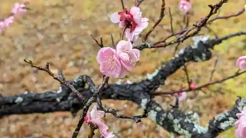 長岡天満宮(京都府)