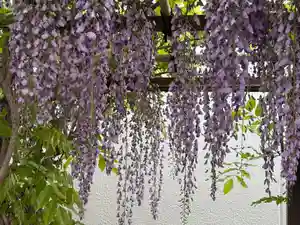 西方山極楽寺(岐阜県)(2026年04月20日(月) 21時36分31秒投稿)