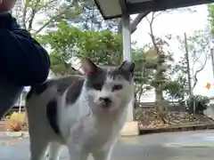 大宮・大原神社の動物