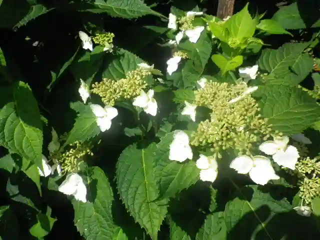 御霊神社の自然