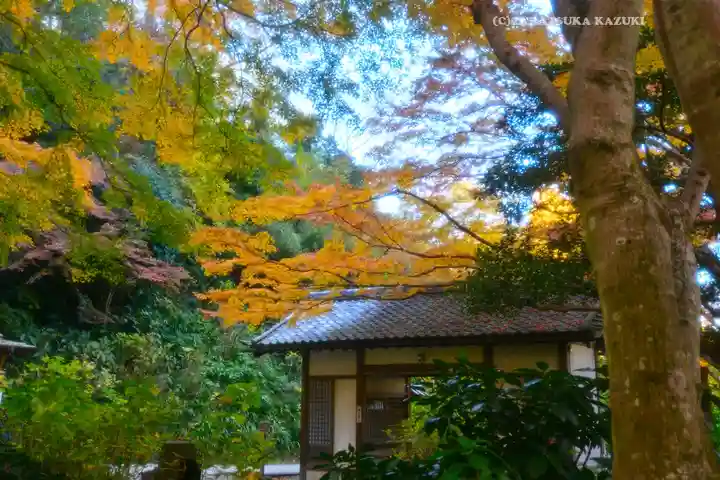 明月院(神奈川県)