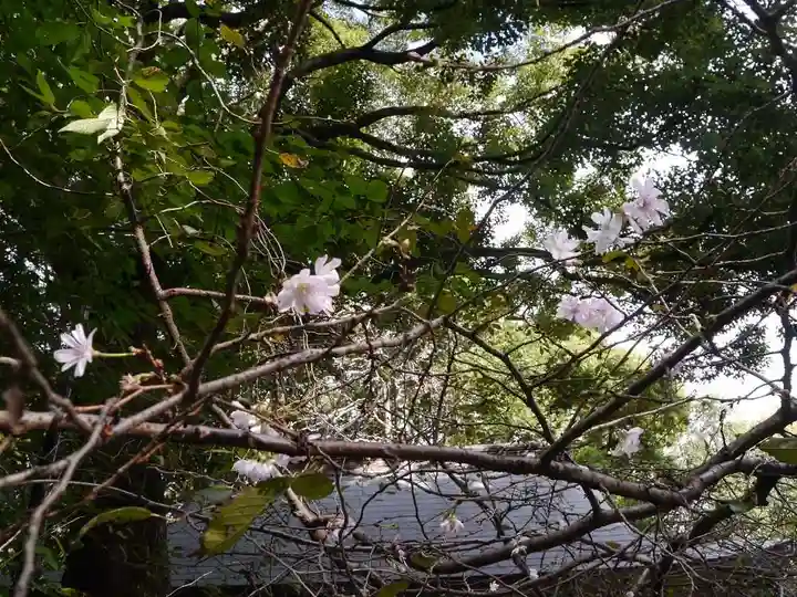 大宮八幡宮の自然