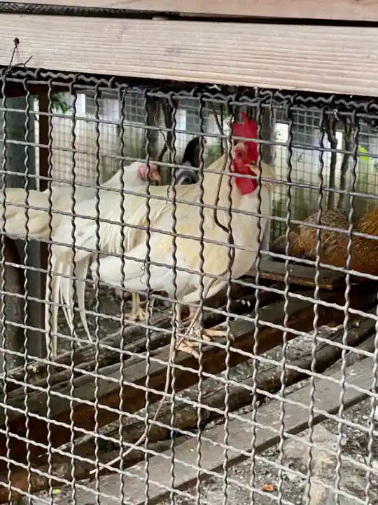 高知大神宮の動物