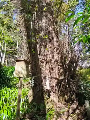 貴船神社結社(京都府)