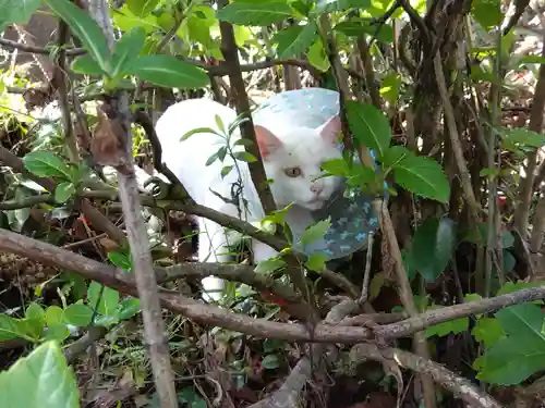 御誕生寺（猫寺）(福井県)