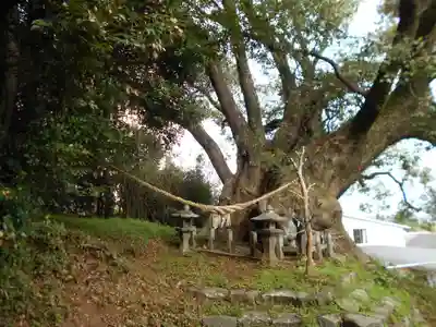 打越天満宮の自然