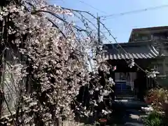 紫雲山 大泉寺の自然