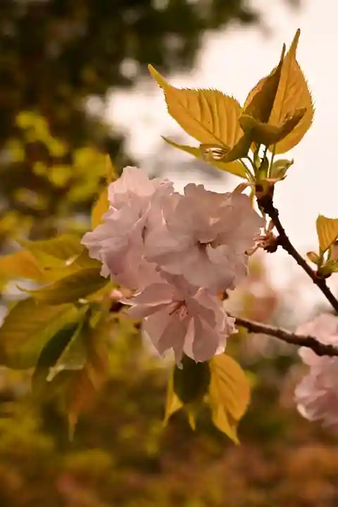 佛谷山(香川県)