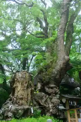 來宮神社(静岡県)