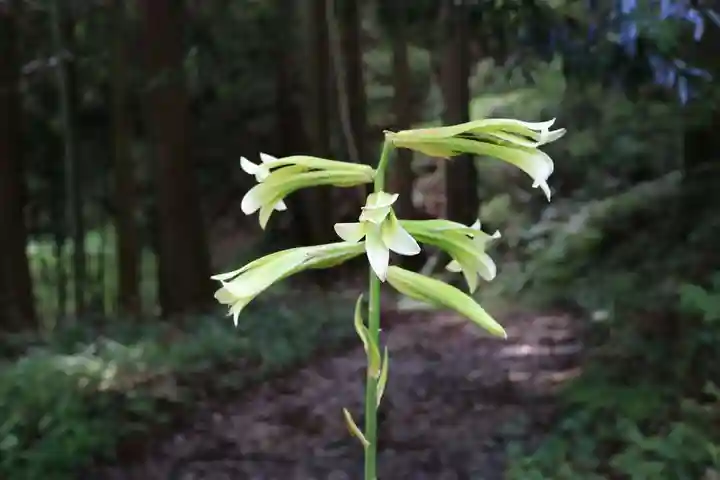 津島神社の自然