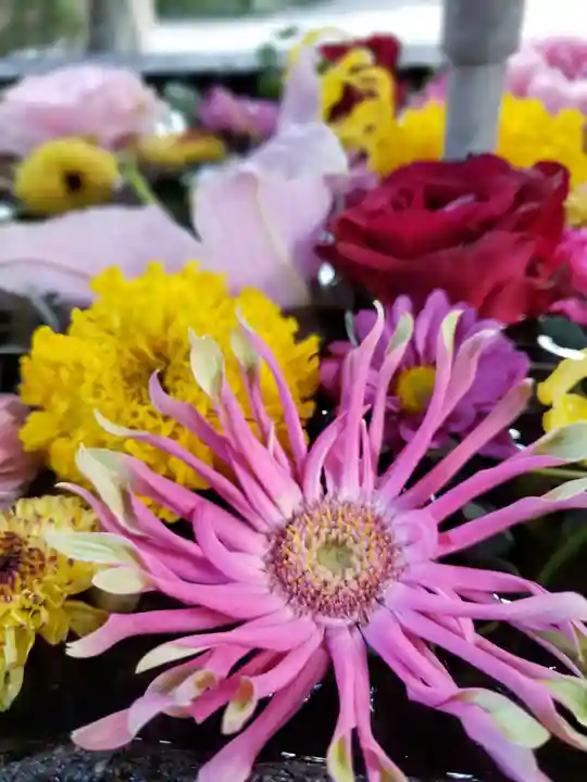 鳩森八幡神社の手水舎