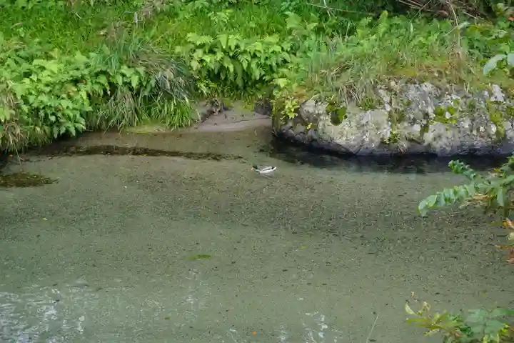 蓮華寺(洛北蓮華寺)の動物