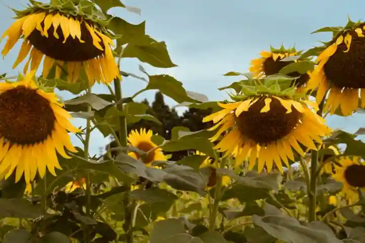 沢山神社(澤山神社)(新潟県)