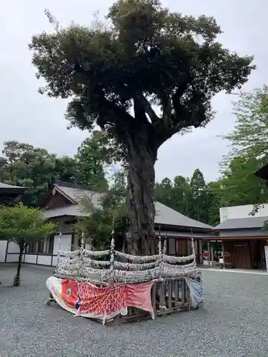 井伊谷宮の自然