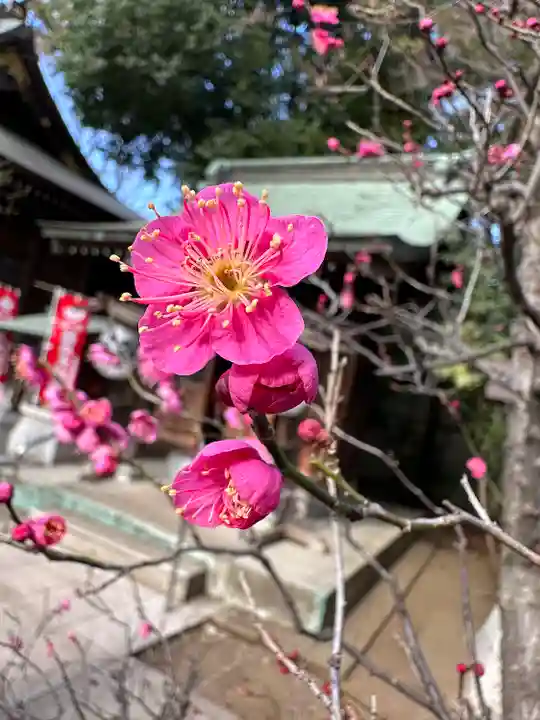 布多天神社の自然
