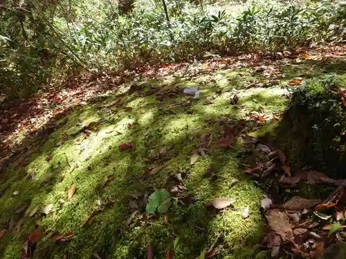 戸隠神社九頭龍社の自然