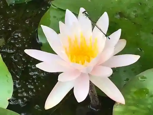 真言宗　善通寺派　薬王寺(香川県)