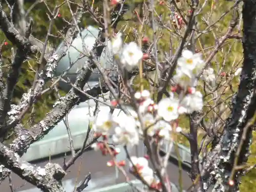 浄光明寺の自然
