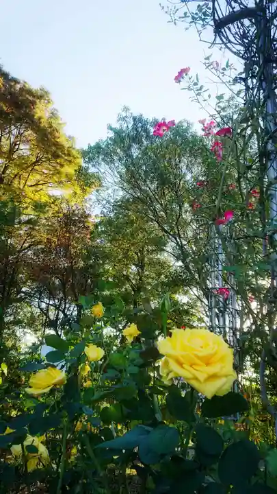 尾張大國霊神社(国府宮)の自然