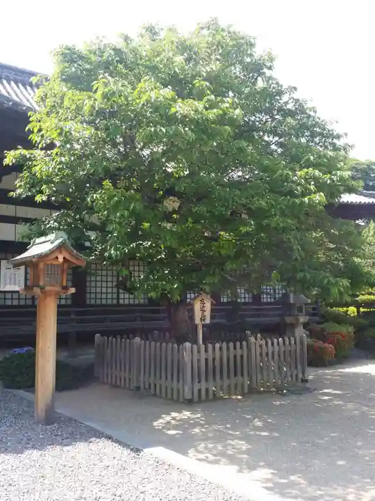 誉田八幡宮の自然