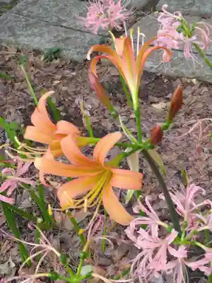 横浜　西方寺(神奈川県)