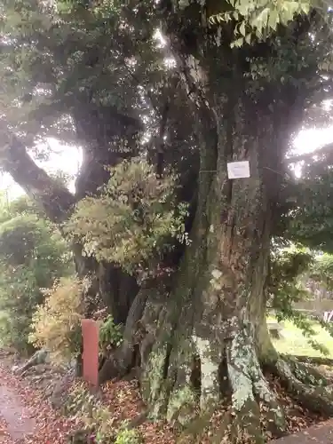 光陽寺の庭園