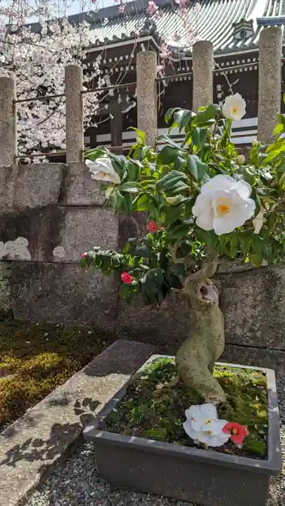 妙顯寺(妙顕寺)の自然