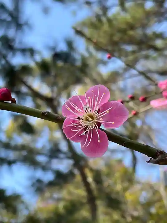 長浜八幡宮の自然